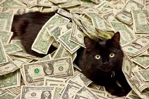 Cat surrounded by money